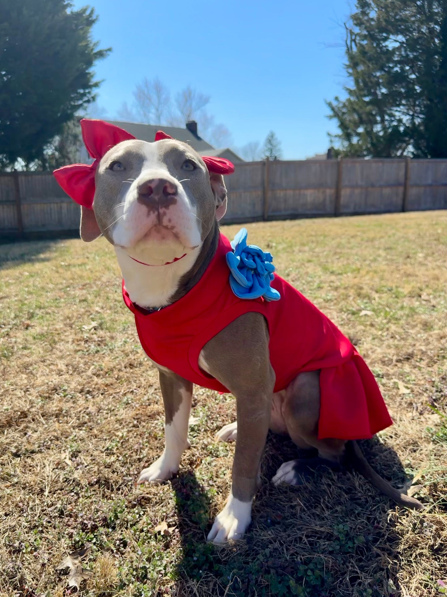 Classic Bloom Dog Dress