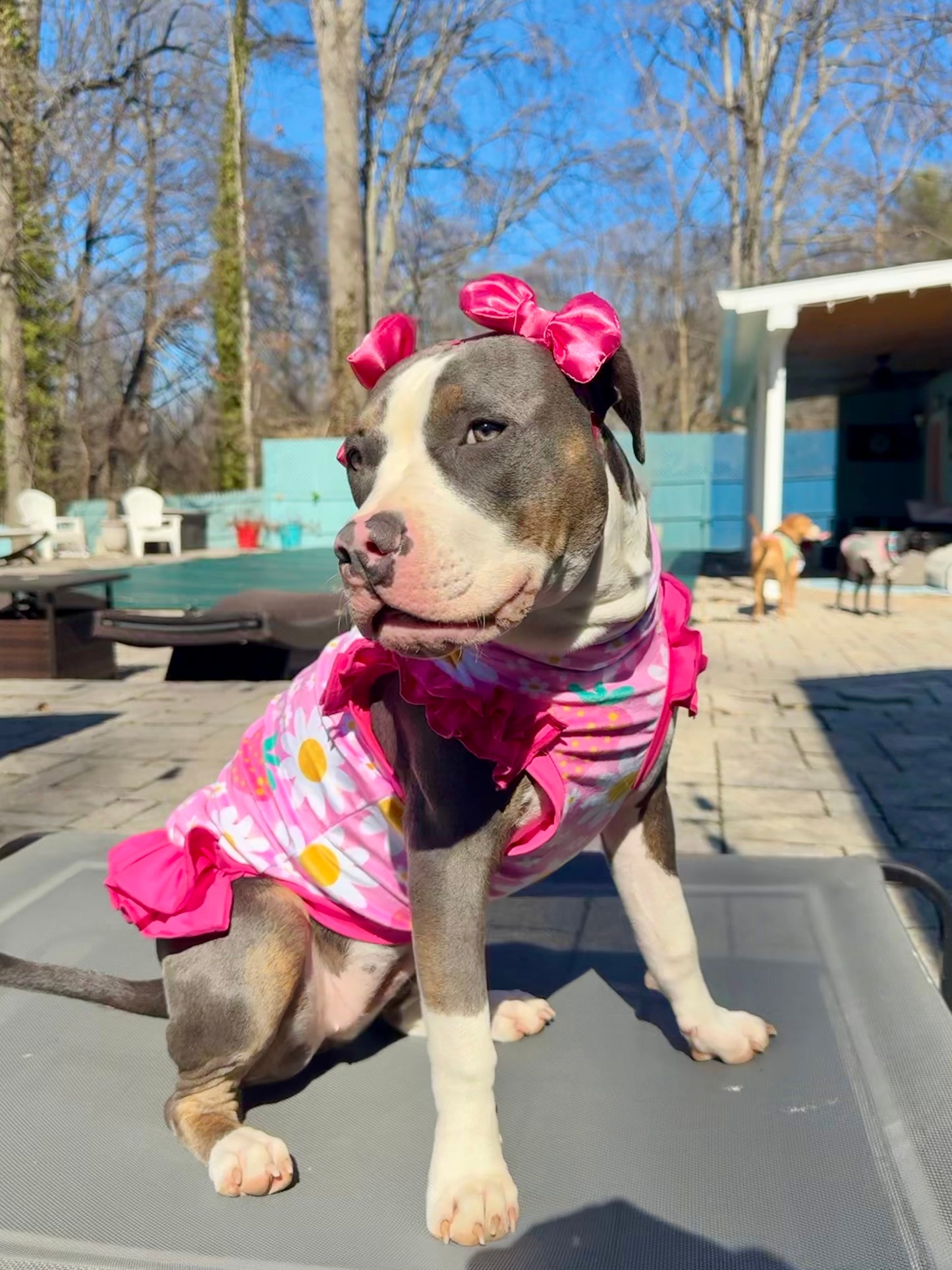 2026 Spring Dog Shirt With Ruffles On the Booty (AVAILABLE IN ANY PRE-ORDER PATTERN)