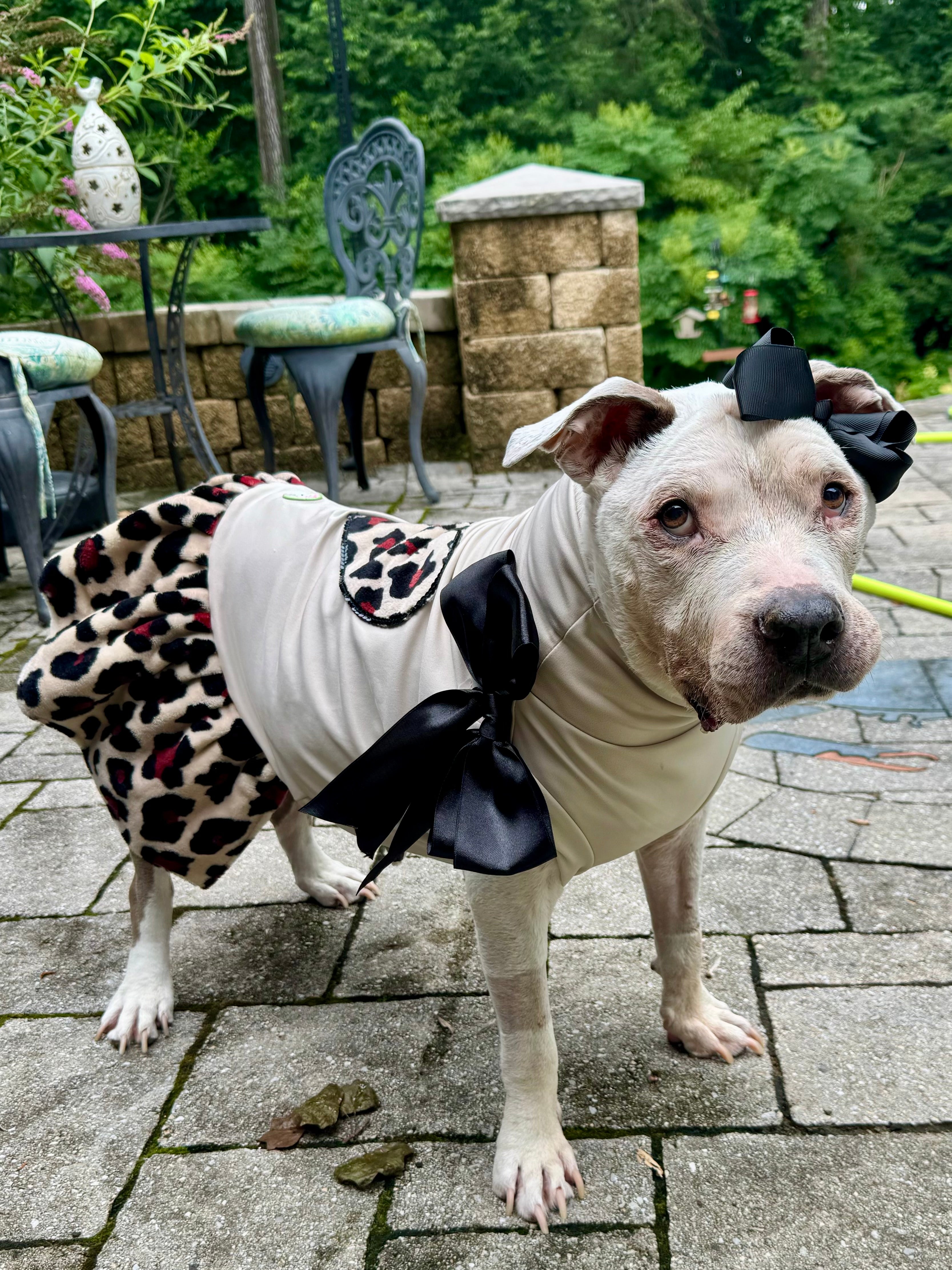 Safari Chic Dog Dress – FurRescue Fashions