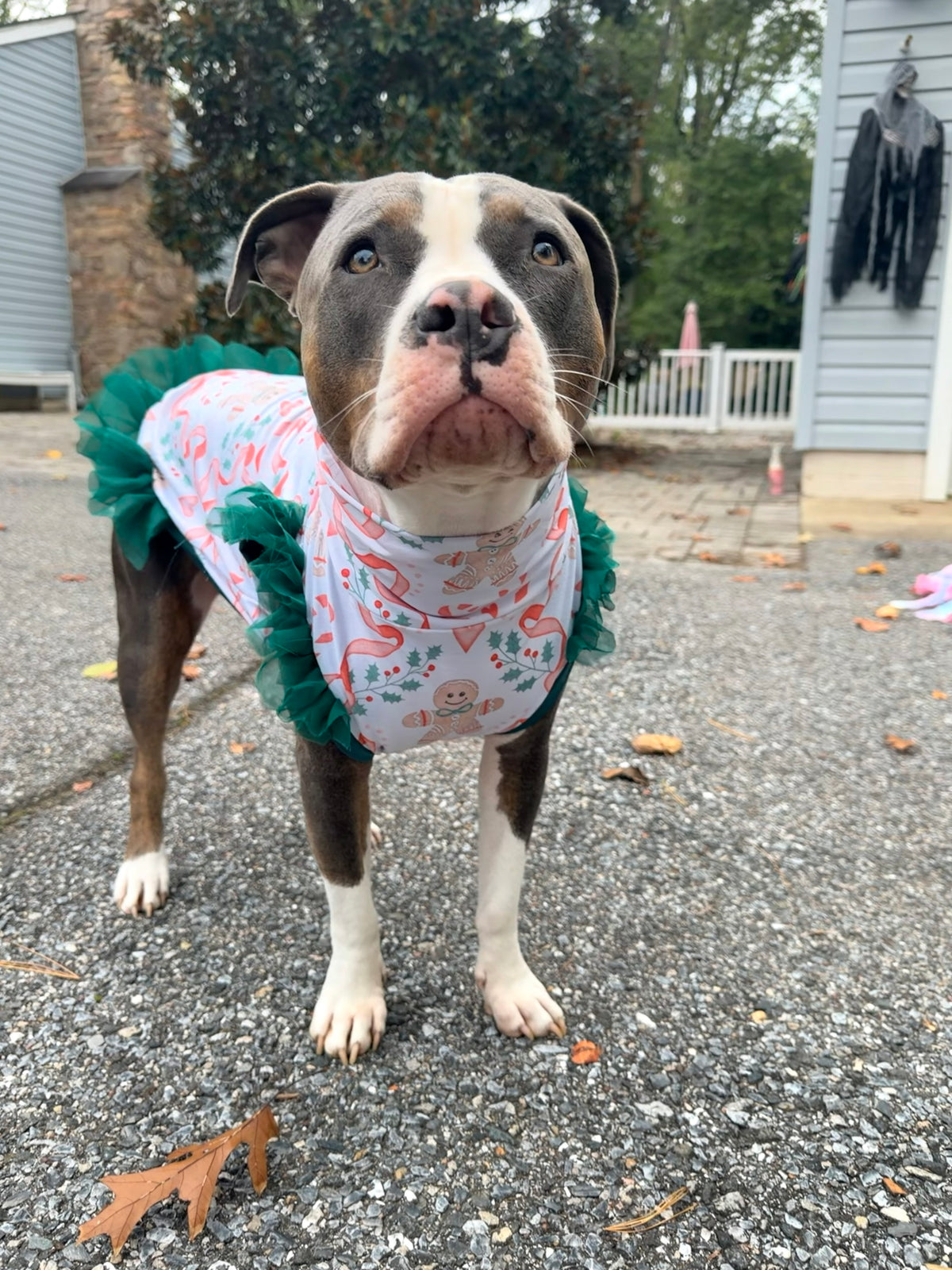2026 Christmas Dog Shirt With Tulle Accent (Available in all patterns)