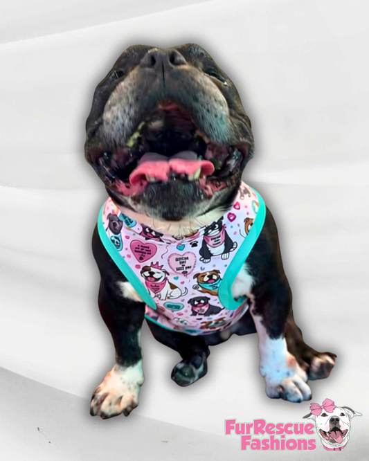 Bully Gotcha Day Pink - Dog Pajama with Aqua Neck & Trim/Sleeves