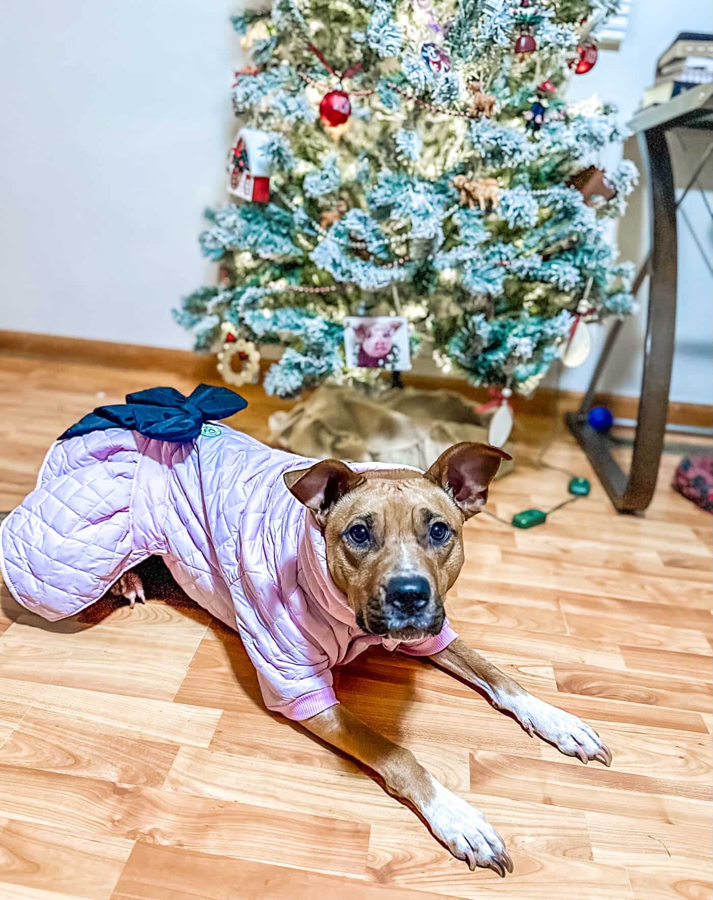 ComfyFit Winter Dog Jacket – Puffer with Snaps & High Turtleneck and Hoodie