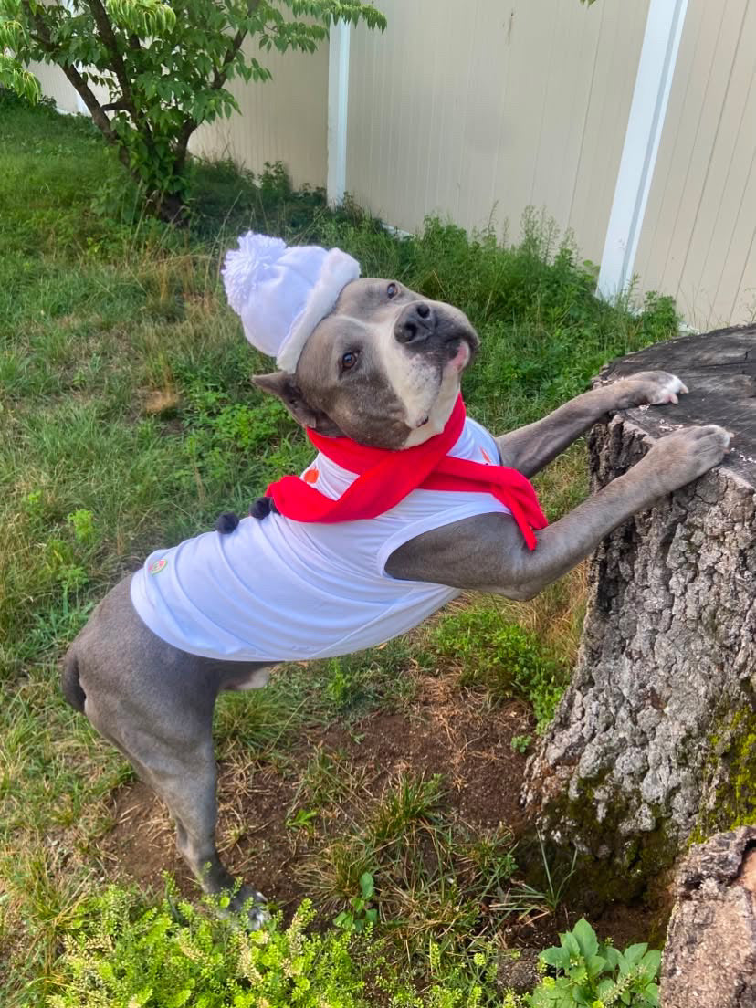 Frosty Smiles Dog Shirt