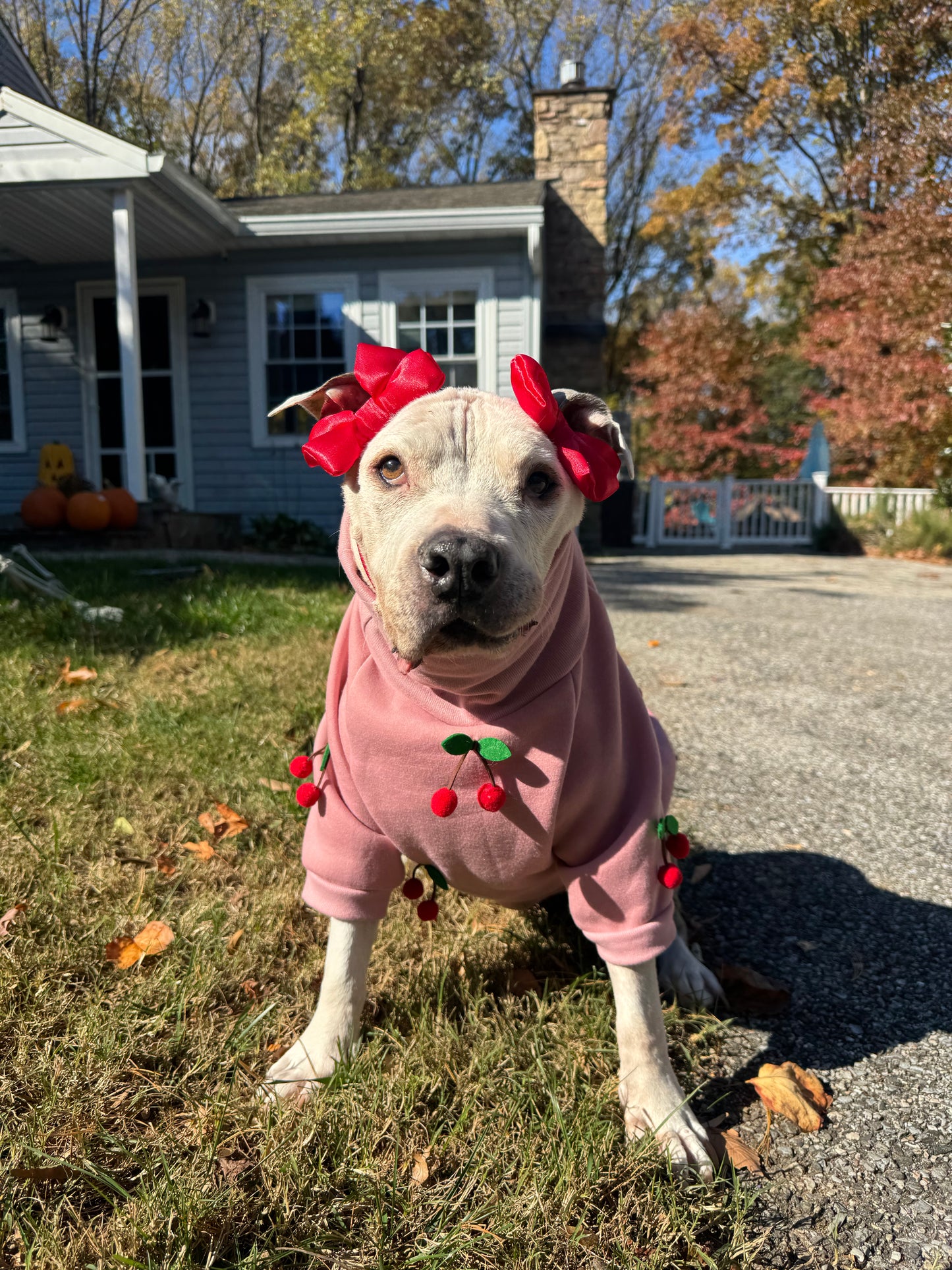 Cherry Love Dog Crewneck – Comfy Pink Sweatshirt with Cherries