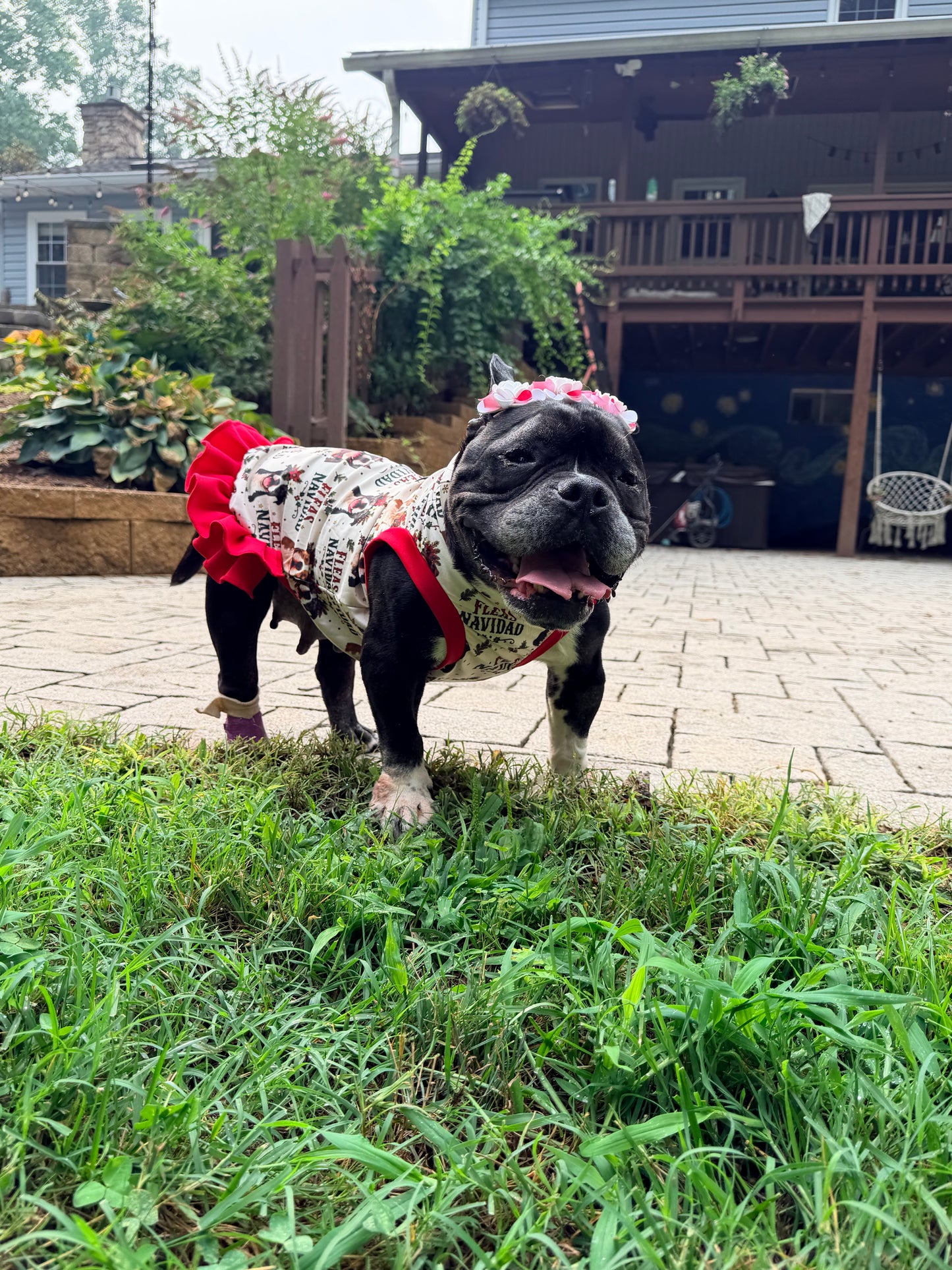 2026 Christmas in July Dog Shirt With Ruffles On the Booty (AVAILABLE IN ANY PRE-ORDER PATTERN)
