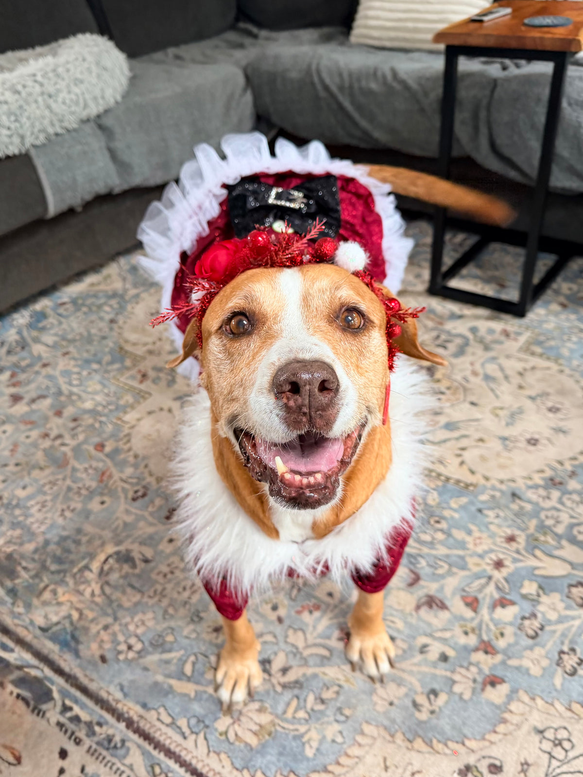 Santa’s Scarlet Belle Couture Christmas Dog Dress