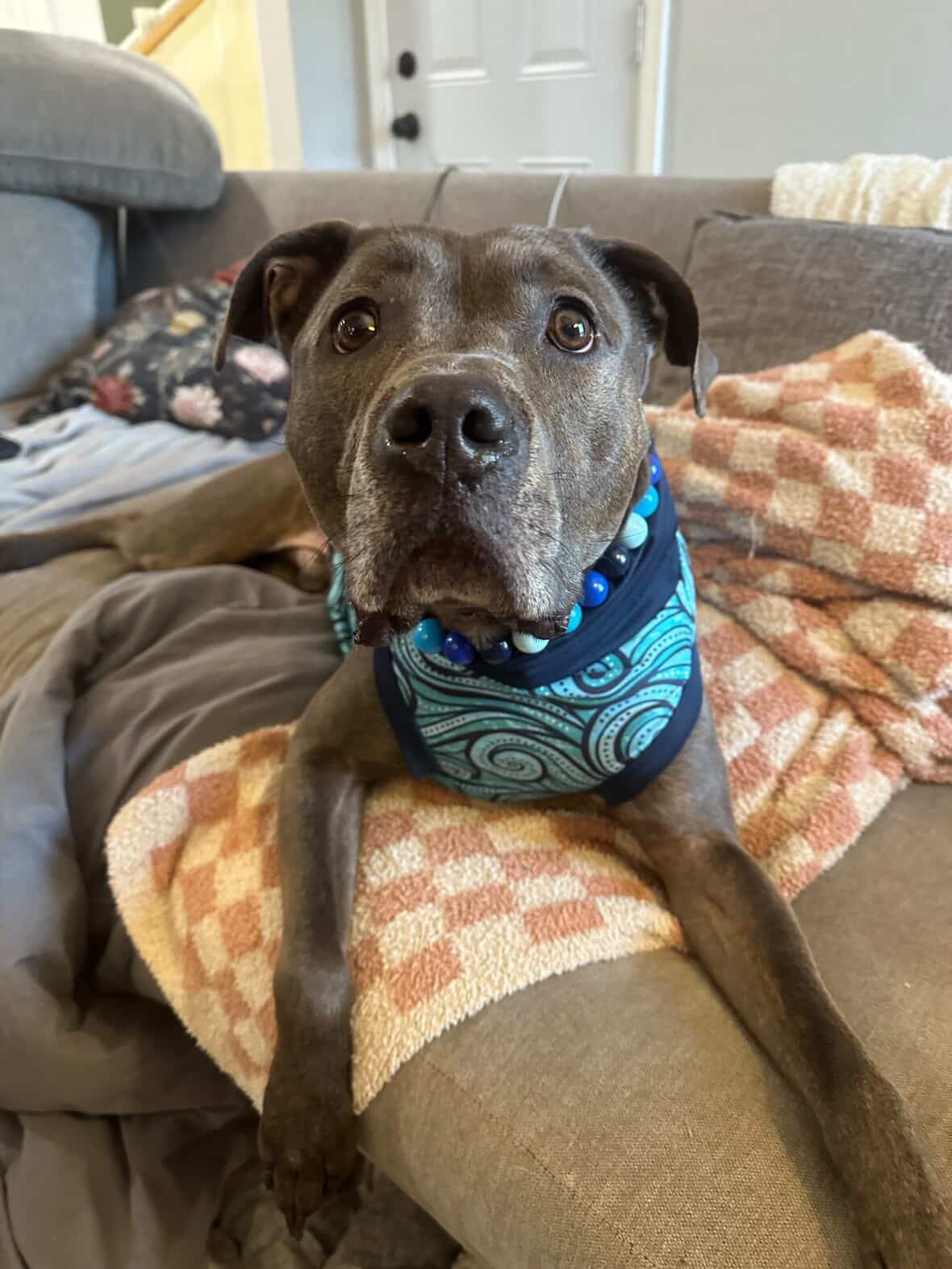 Makin’Waves Dog Pajama with Navy Blue Trim