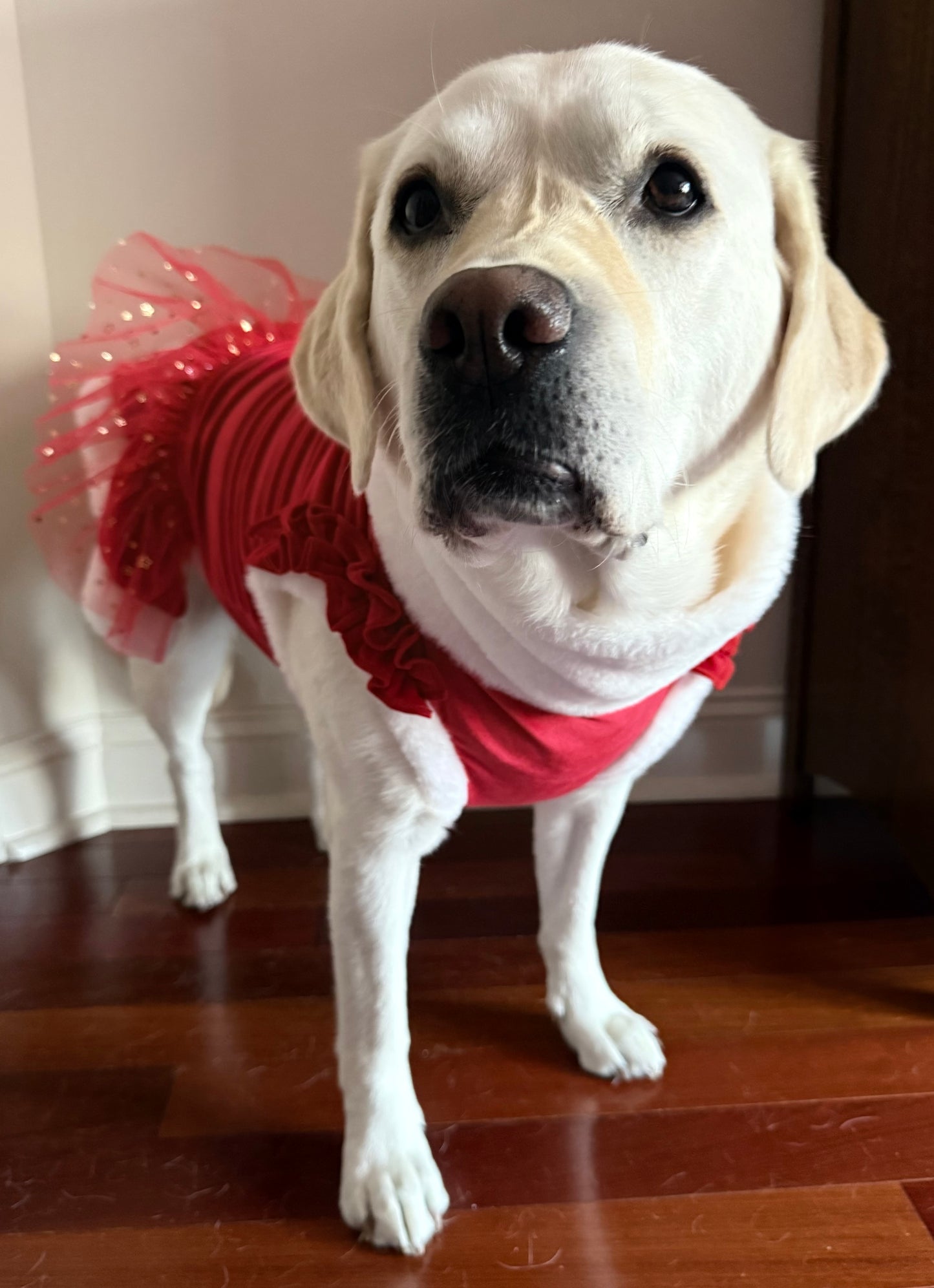 Holiday Velvet Sparkle Dress With Bow Headband And With or Without Cape