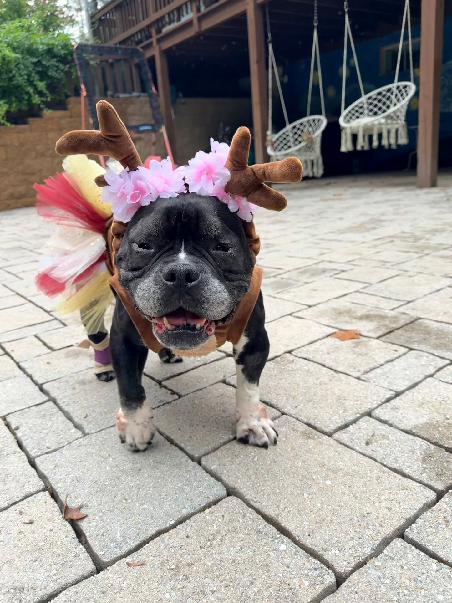 Woodland Reindeer Dog Tutu Dress & Antlers Headband