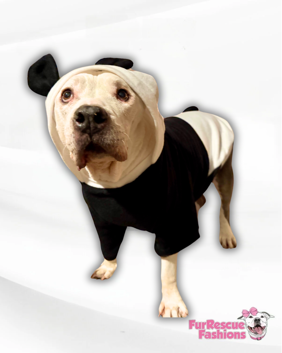 Panda Bear Dog Hoodie