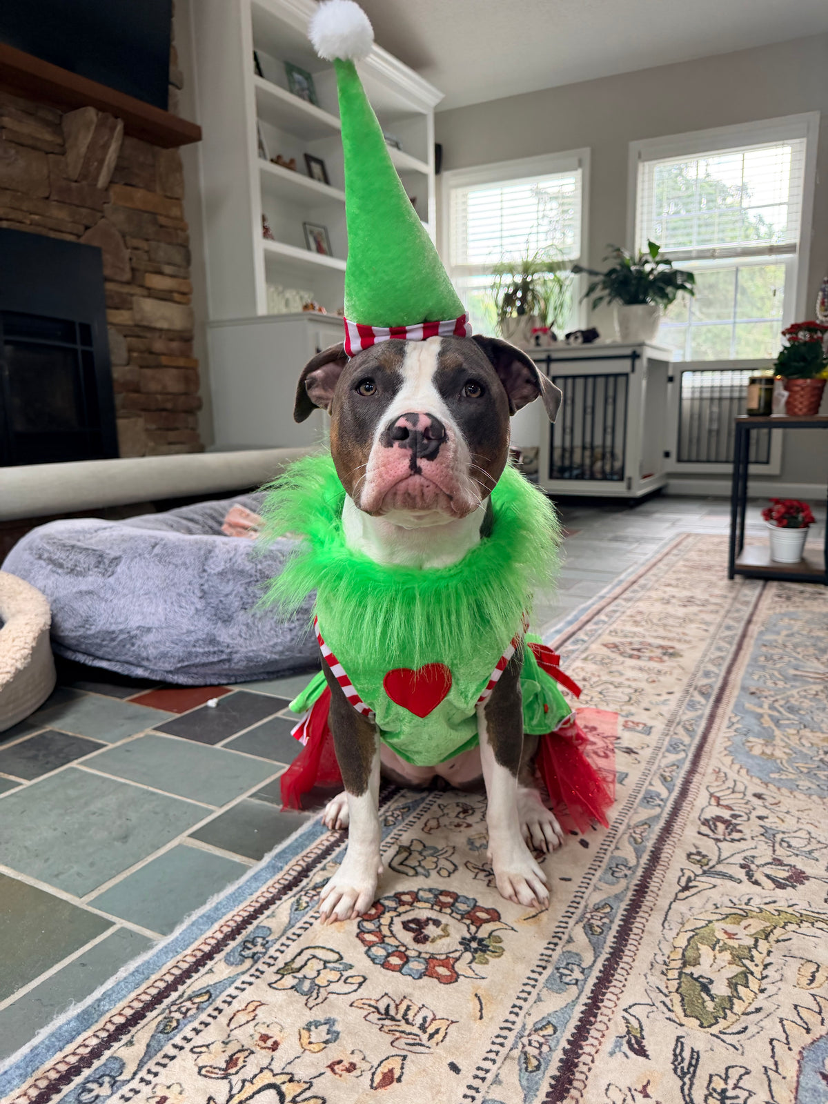Merry Little Mischief Couture Christmas Dog Dress & Hat