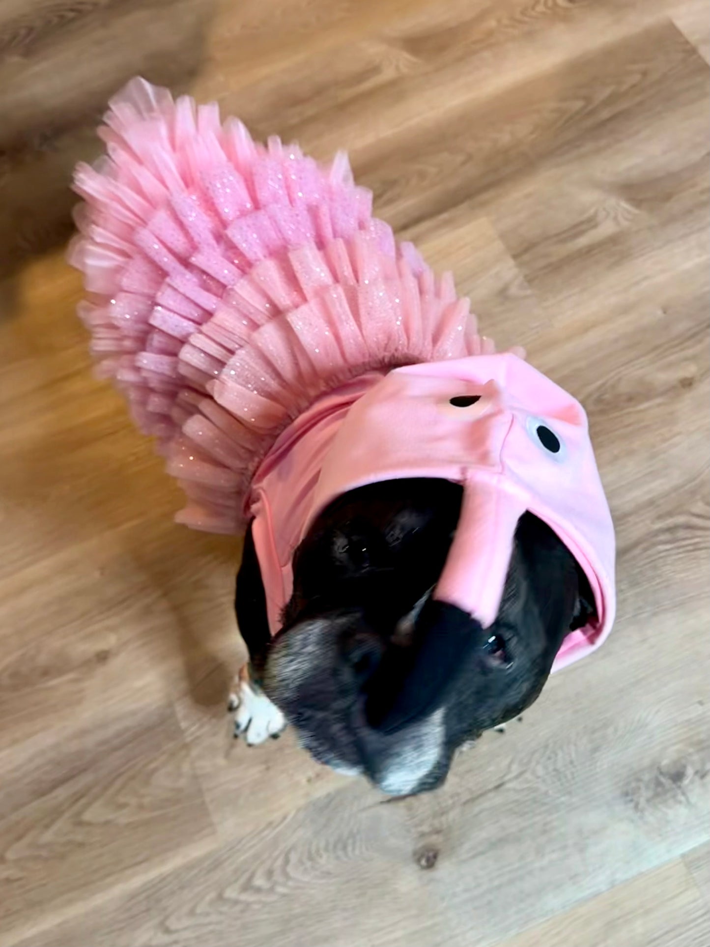 FlaminGO Fabulous Dog Costume