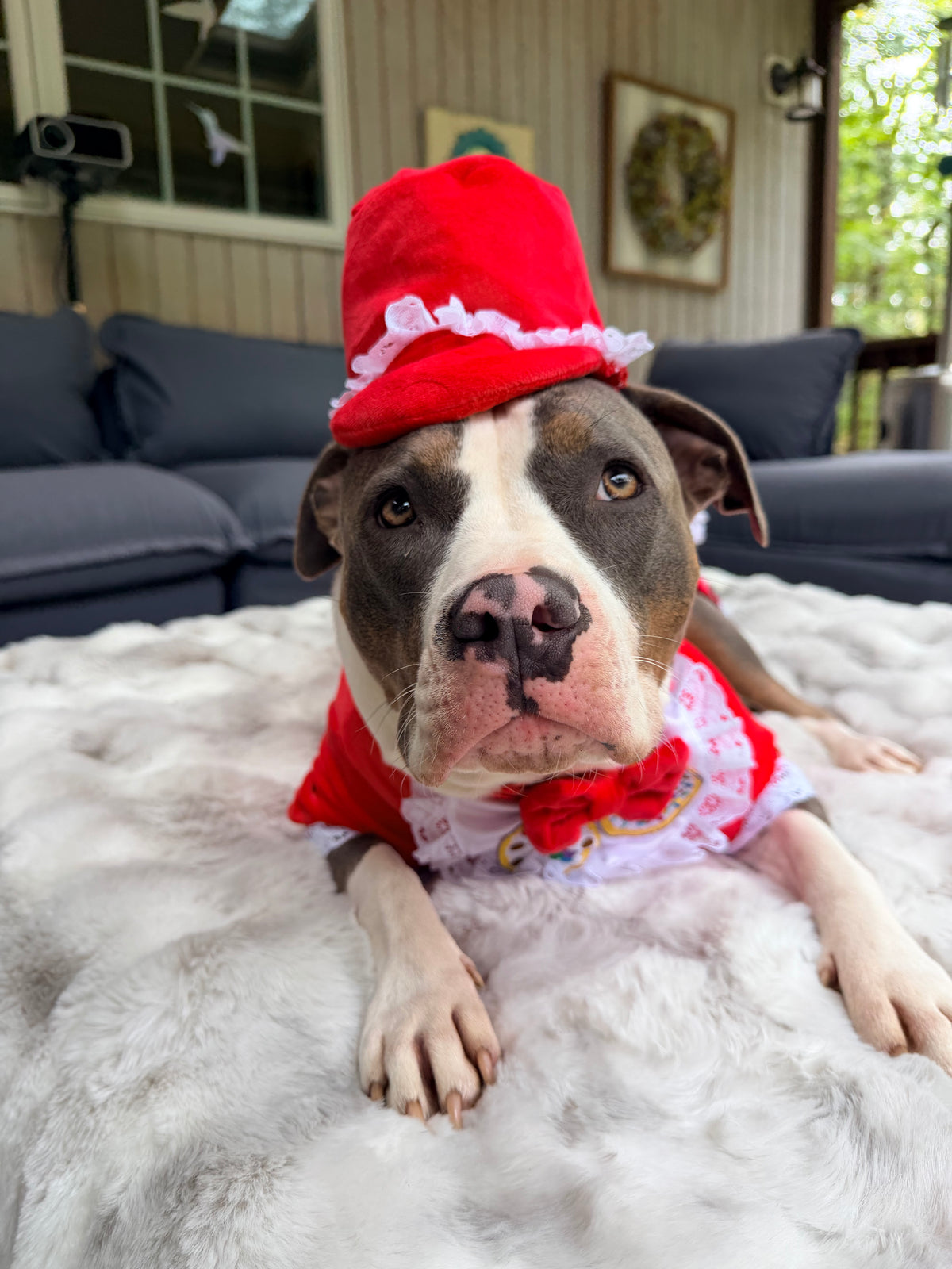 Santa’s Cookie Crew — Ultra-Luxe Dog Shirt & Baker’s Hat