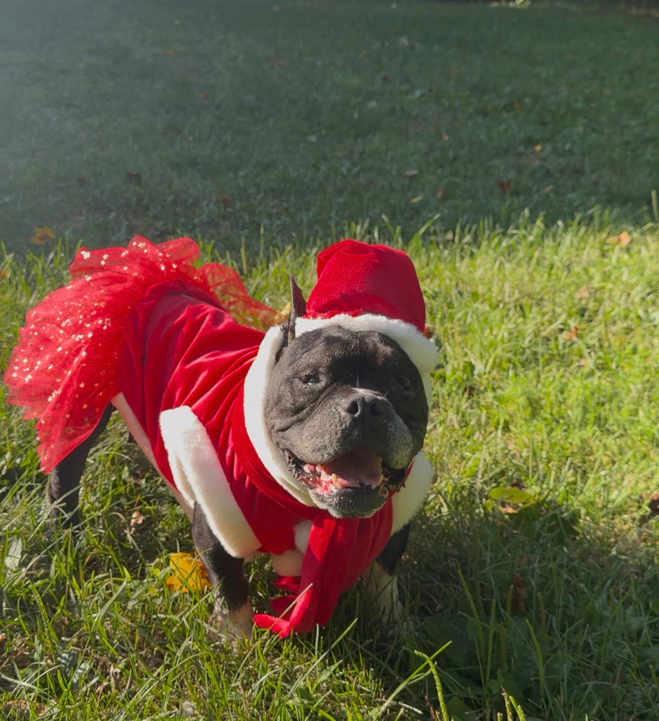 Santa & Pompoms Sleeveless Dog Dress