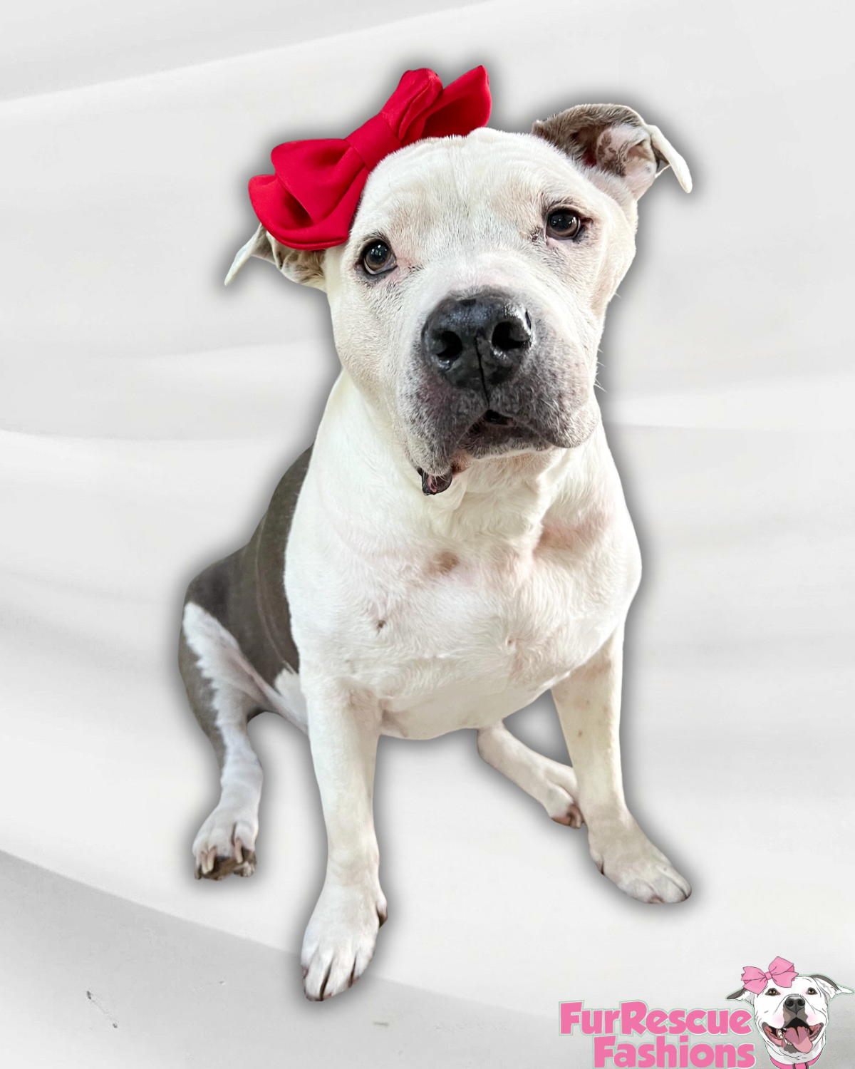 Doggie Bow Headband