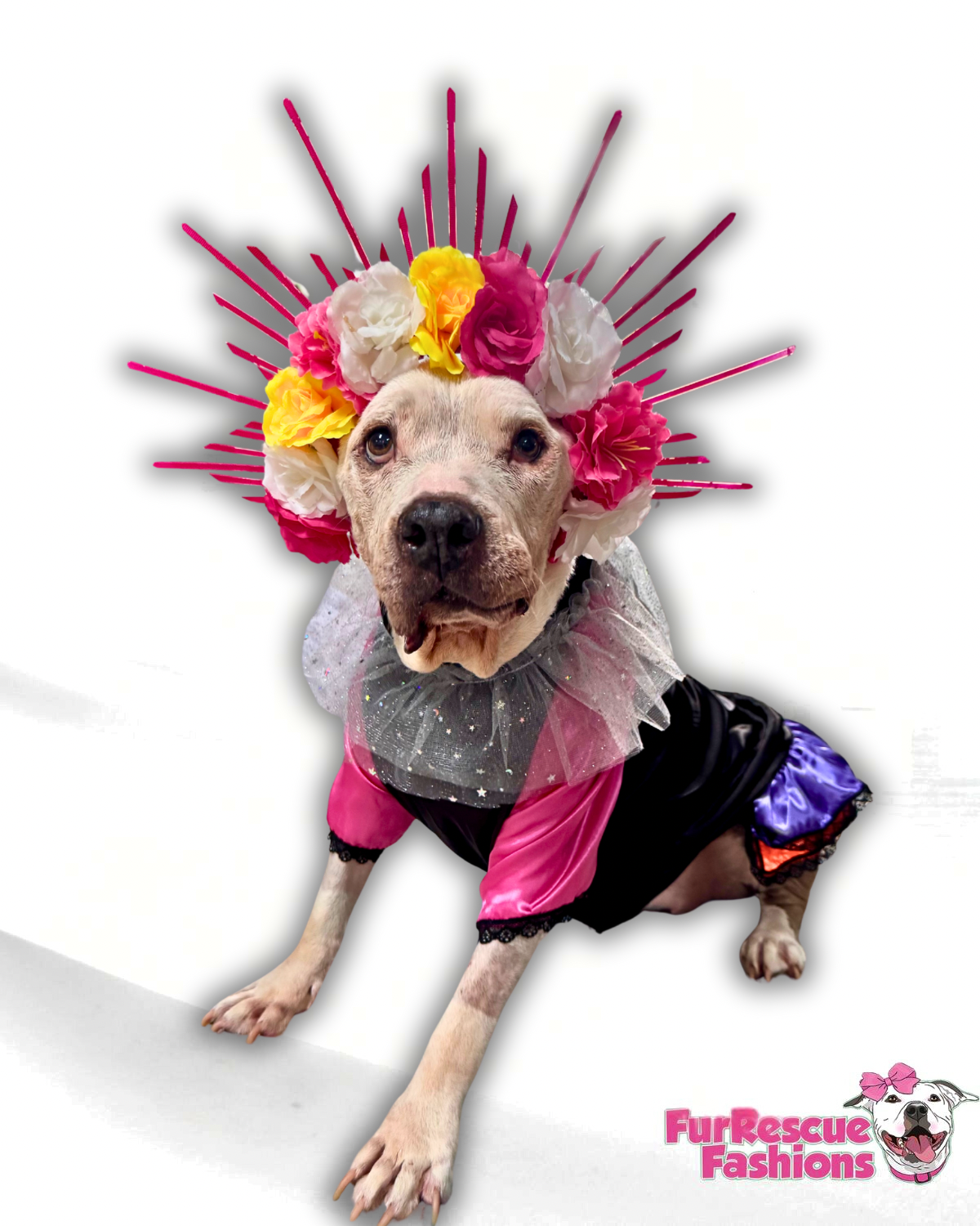 Señorita Catrina Dog Costume