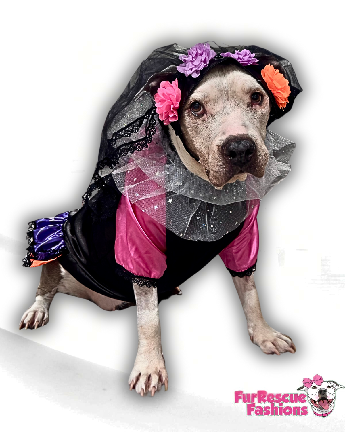 Señorita Catrina Dog Costume