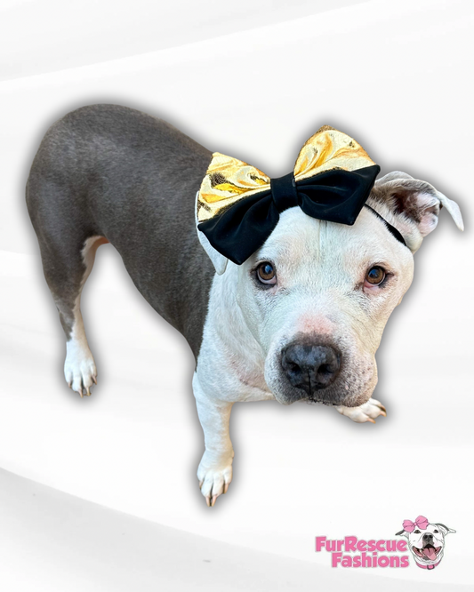 Gold & Black Satin Doggie Bow