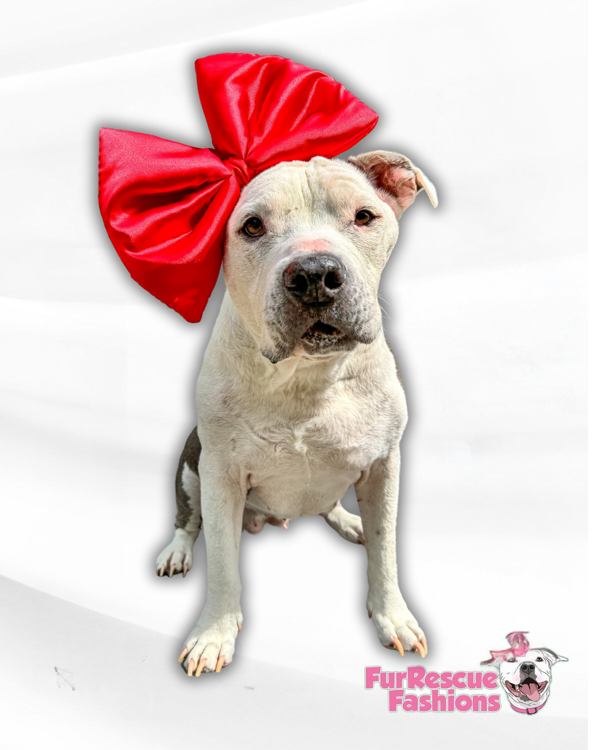 Christmas in July Oversized Coquette Dog Bow