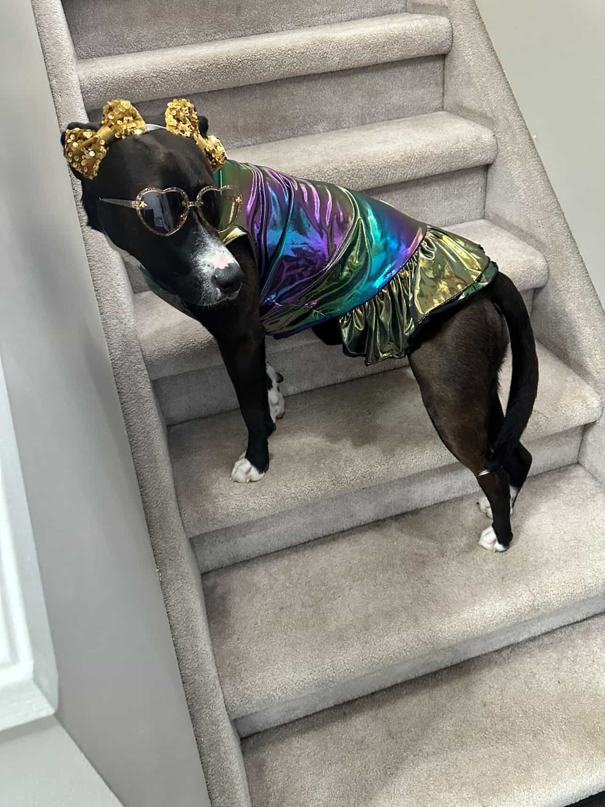 Iridescent Galactic Glow Dog Shirt/Dress/4-Legged PAWjama (UV50 Fabric)