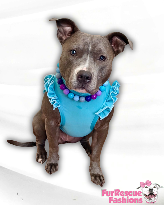 Everyday Solids Dog Shirt With Ruffles