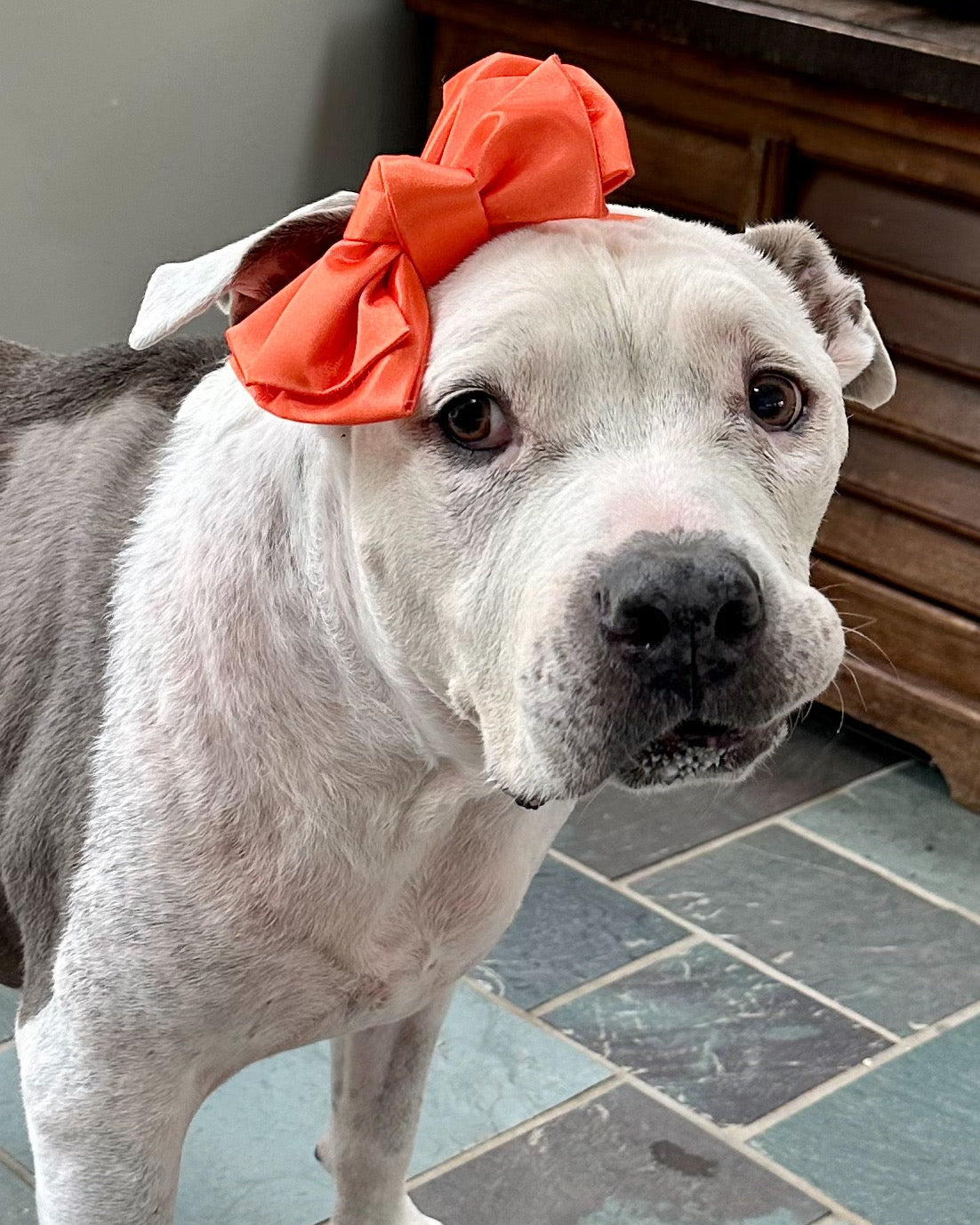 Orange Satin Doggie Bow