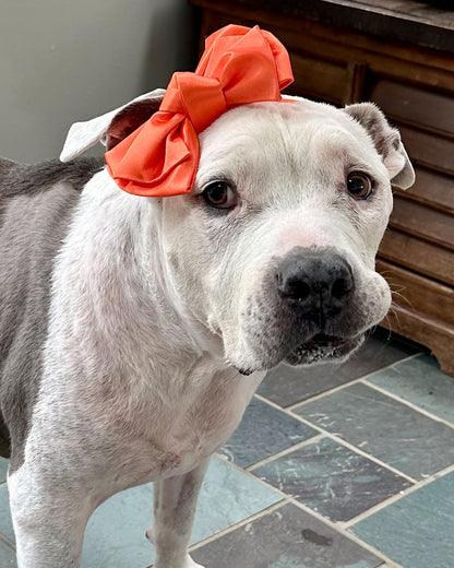 Orange Satin Doggie Bow