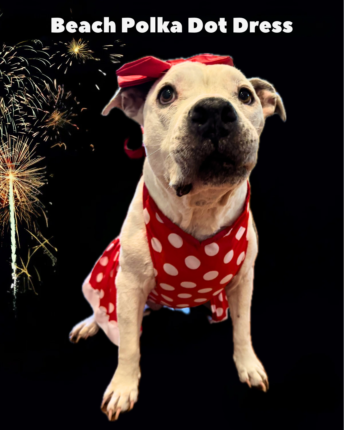 Beach Polka Dot Dog Dress