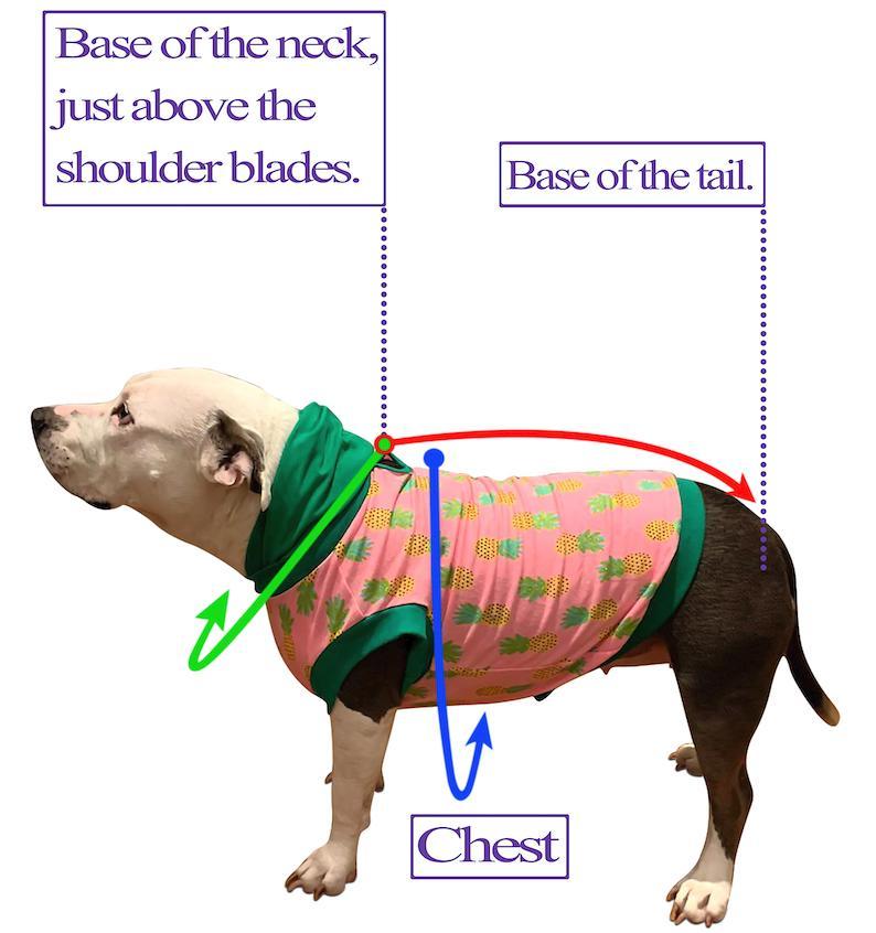 Dead Men Tails Dog Dress with Ruffle - Black Neck & Trim