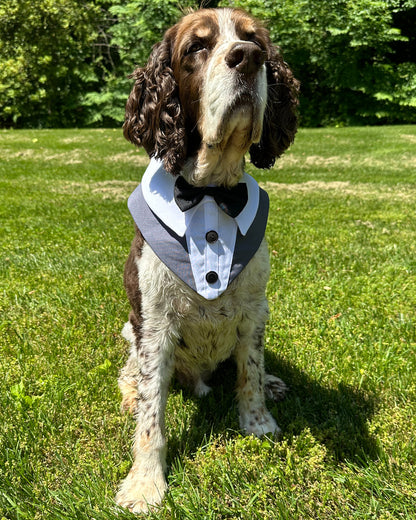 Dog Tuxedo Bandana