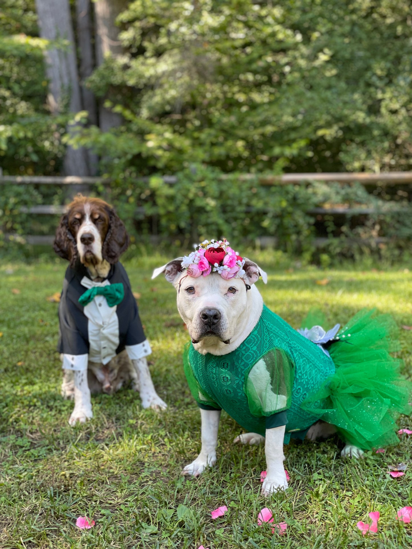 Fancy Dog Tutu Dress