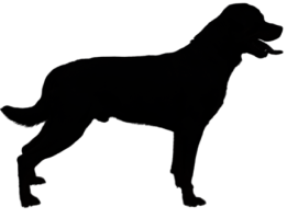 follow-these-steps-img