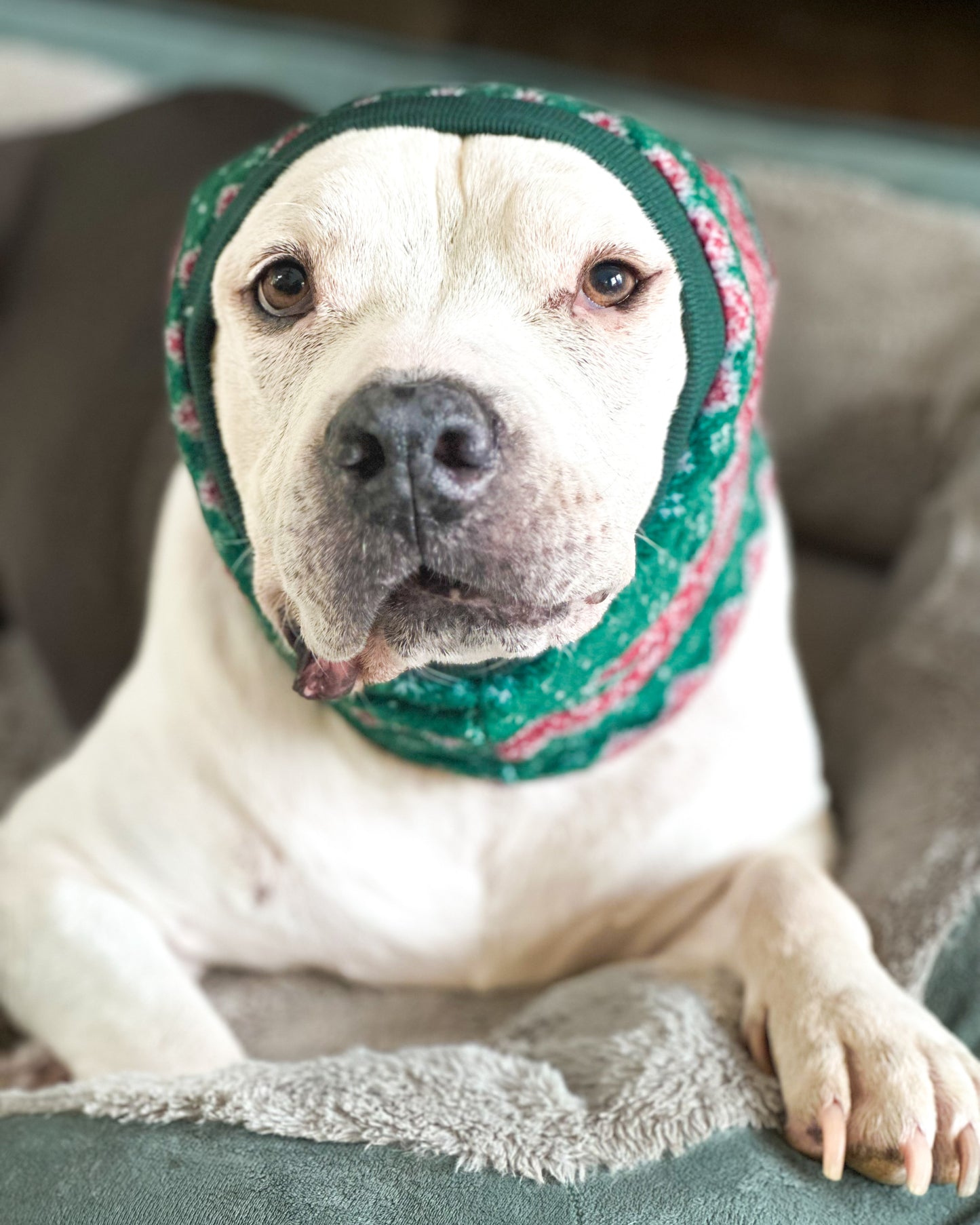 2025 Christmas in July Dog Snood / Scarf (Available in any pattern)