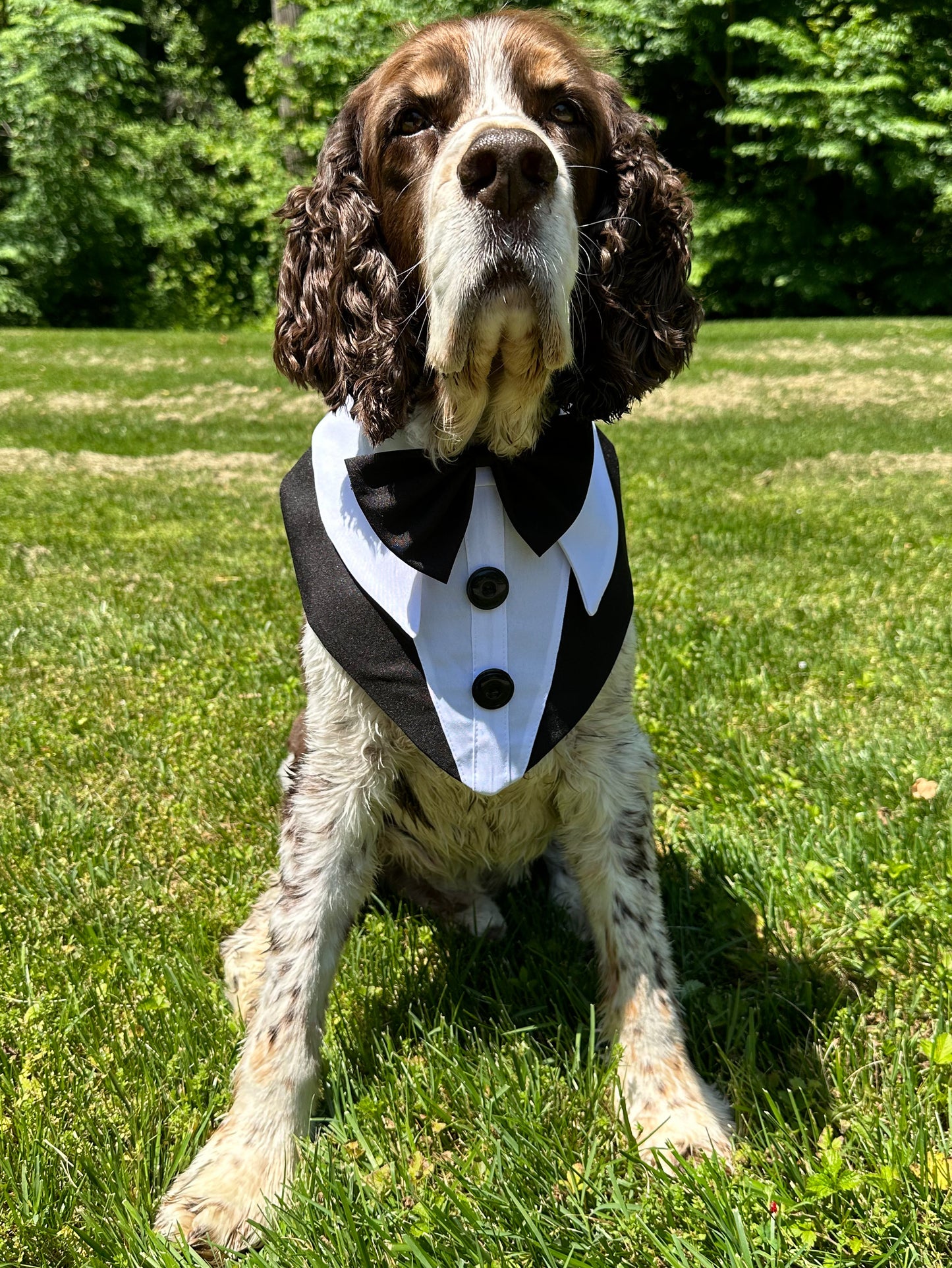 Dog Tuxedo Bandana