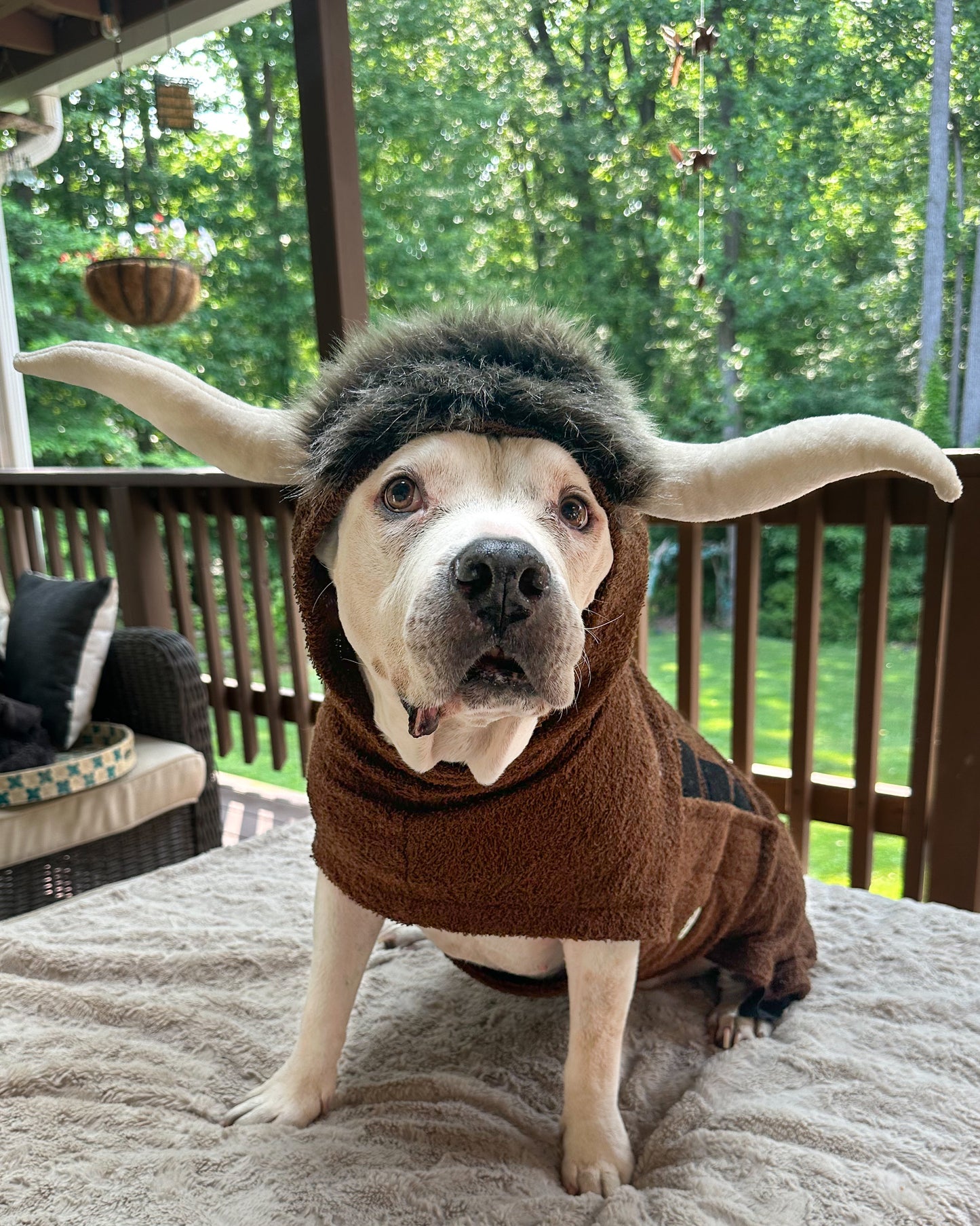 PAW-Robe Highland Cow