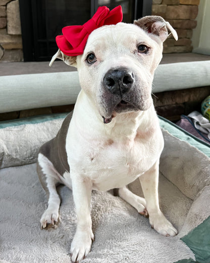 Doggie Bow Headband