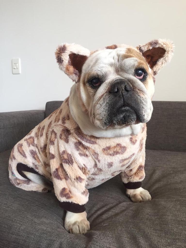Leopard Dog Pawjama Costume