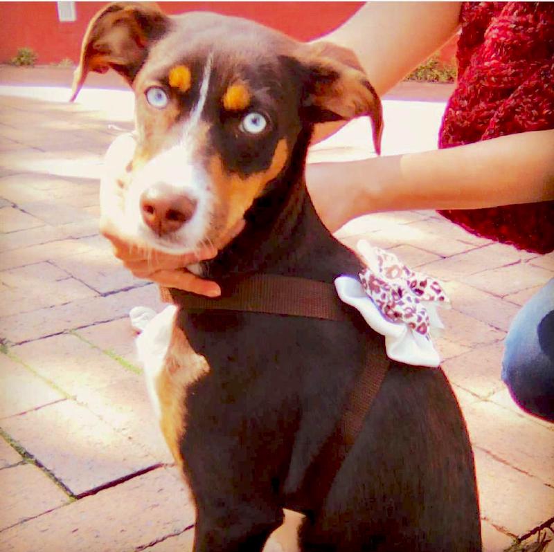 Harness with Bowtie for small dogs