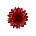 Red Dahlia- Large