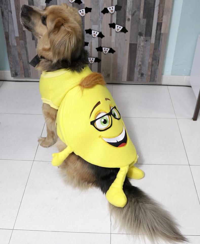 Halloween Costume for Dog: Emoji Family