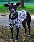Zebra Dog Pawjama Costume