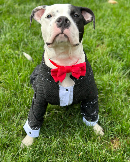 Fancy Sparkling Dog Tail Tuxedo