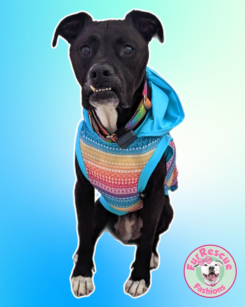 RainBoho PAWjama with Aqua Trim