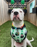 Pitties in Pot of Gold-  Green PAWJama with  Black Trim/Sleeves