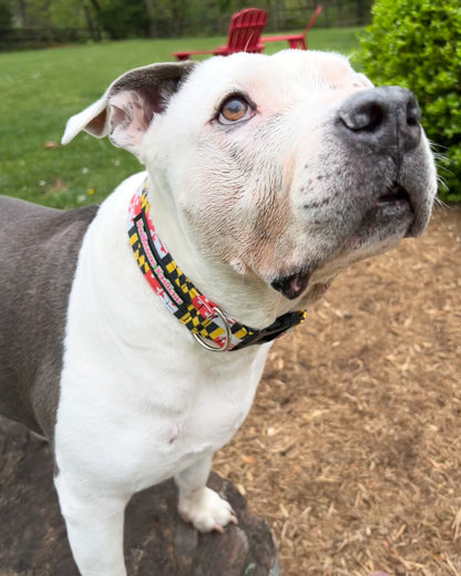 Maryland Flag Fabric Collar 1.5”