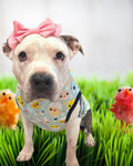 Easter Chicks - PAWJama with Black Neck & Trim/Sleeves
