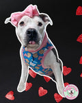 Cookies For Cupid - PAWjama with Pink Neck & Trim/Sleeves