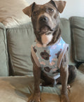 PAWjama - Hippo on Cloud 9 - Gray Neck/Hoodie and Trim